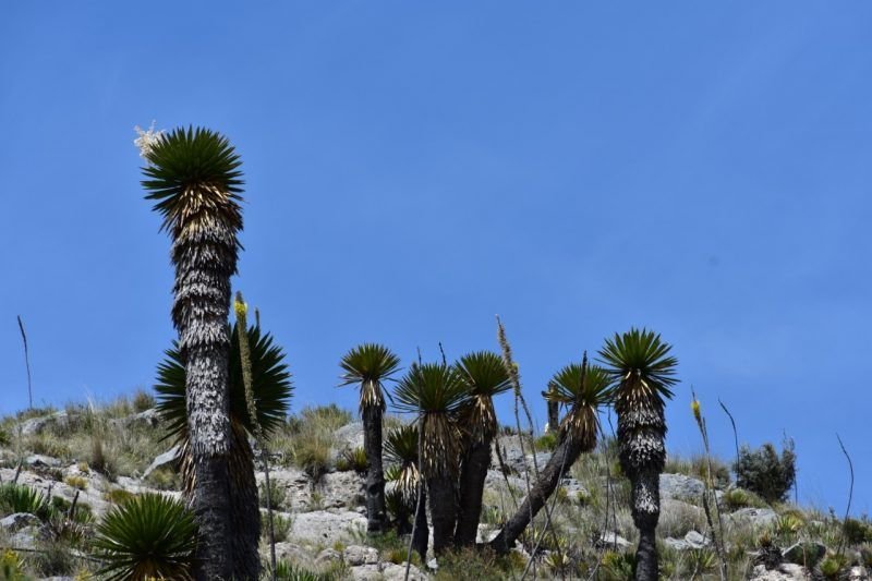 WhatsApp Image 2019-01-24 at 12.59.00 PM