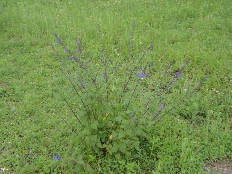 Salvia Amarissima, planta con potencial para tratar el cáncer de mamatico DSC02952