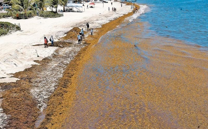 Amenaza sargazo a QR por quinto año consecutivo QR