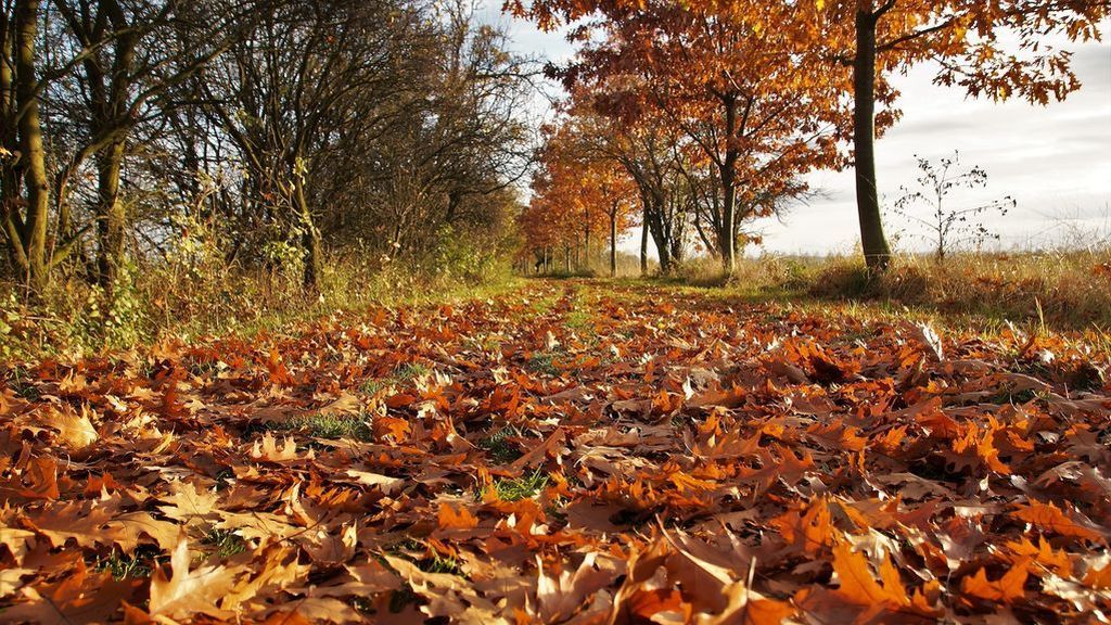 Hoy inició el Otoño