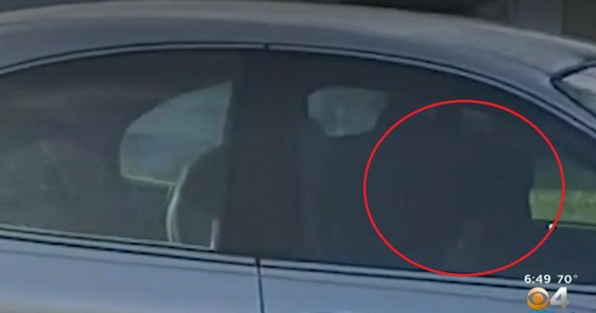 Perro activó la reversa de un auto y dio vueltas por una hora 23 perro manejando