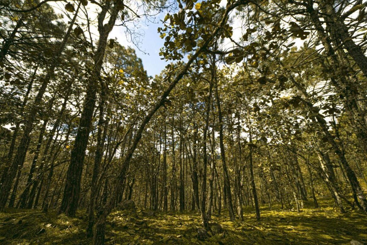 Publica SEGAM tres nuevos planes de manejo de áreas naturales protegidas 5SEGAM-Planes-de-Manejo-051119-2