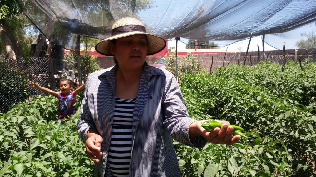 12SEDARH Sanidad Vegetal 070120 (1)