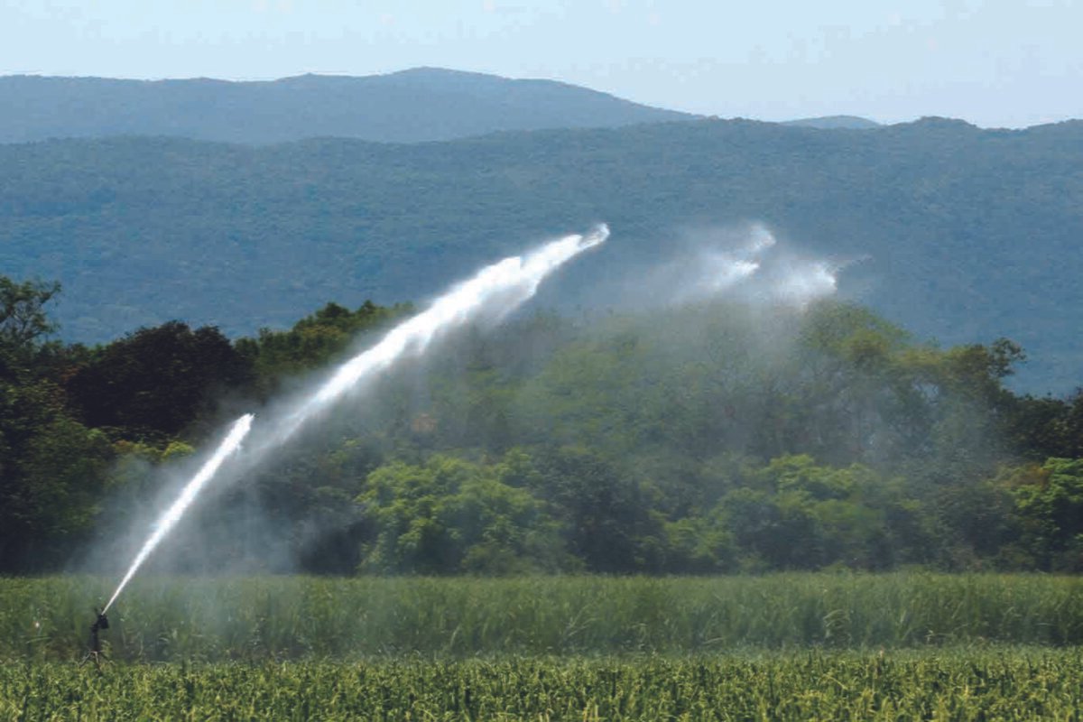 SLP cuenta con 1 mil 991 hectáreas de agricultura protegida:SEDARH 30SEDARH Protegida 300120 (1)