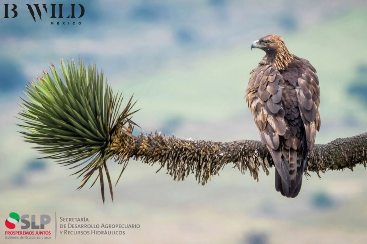 13SEDARH Águila Real 130220 (1)
