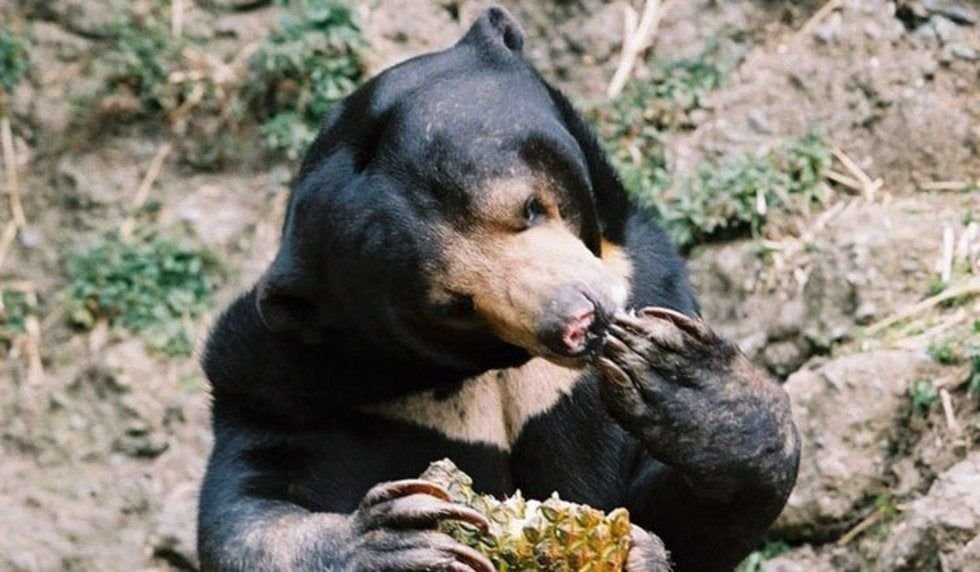 Медведя пчела мед. Медведь ест мед. Малайский медведь. Медведь ест. Бурый медведь ест мед.