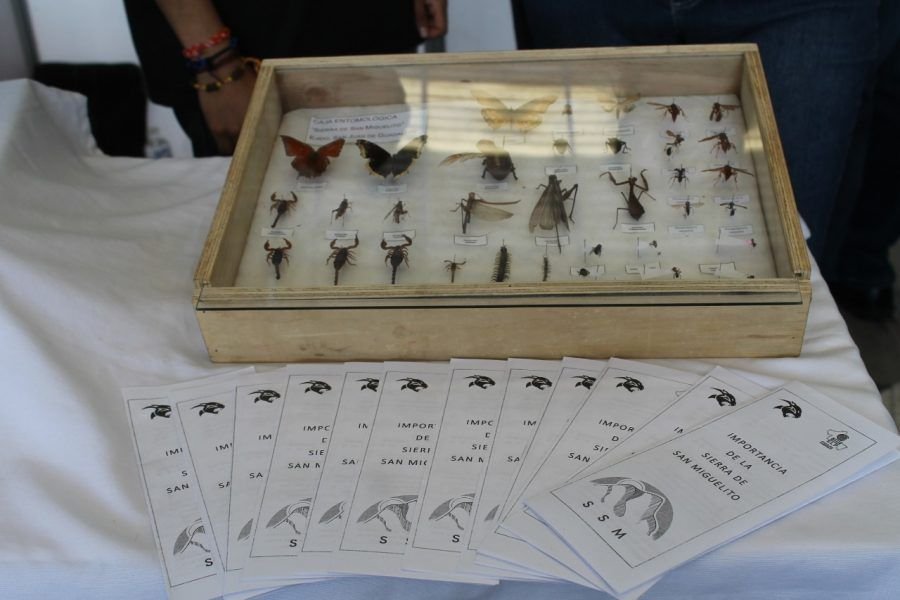 SEGE Cobach Jornadas 260520 (1)