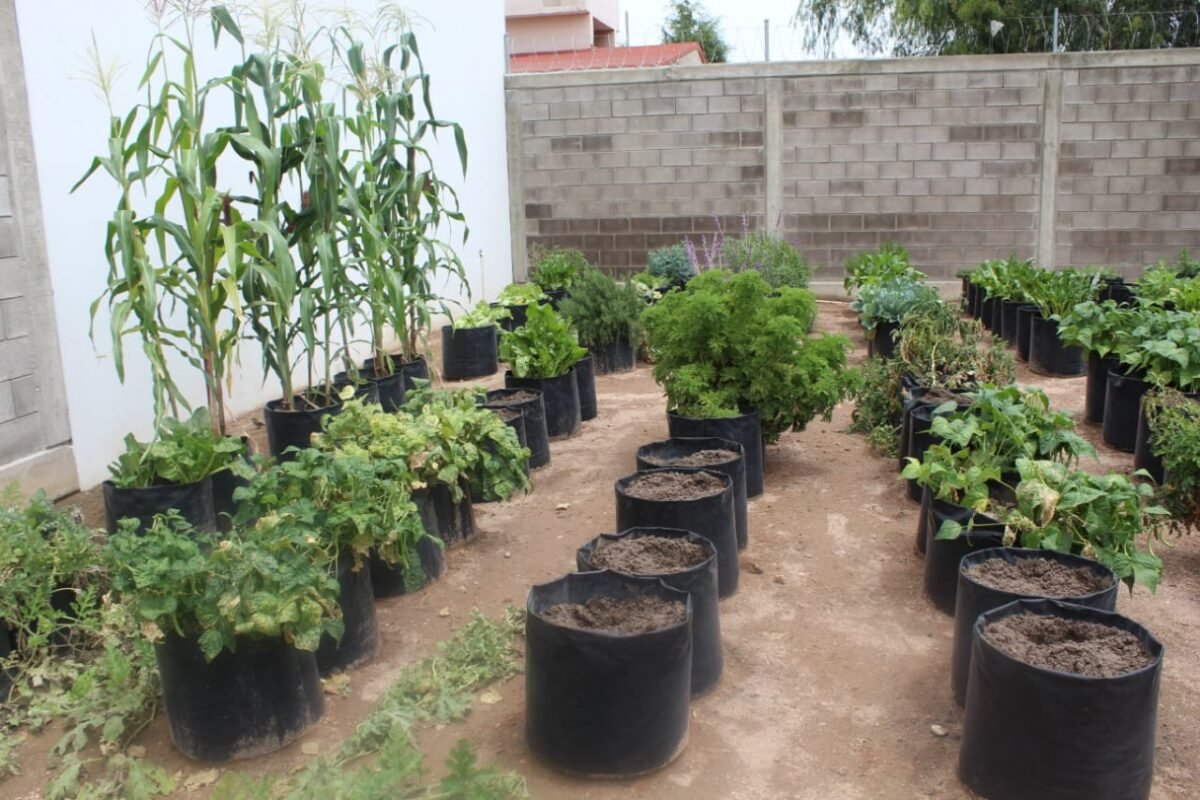 11 IMG-20200804-WA0088