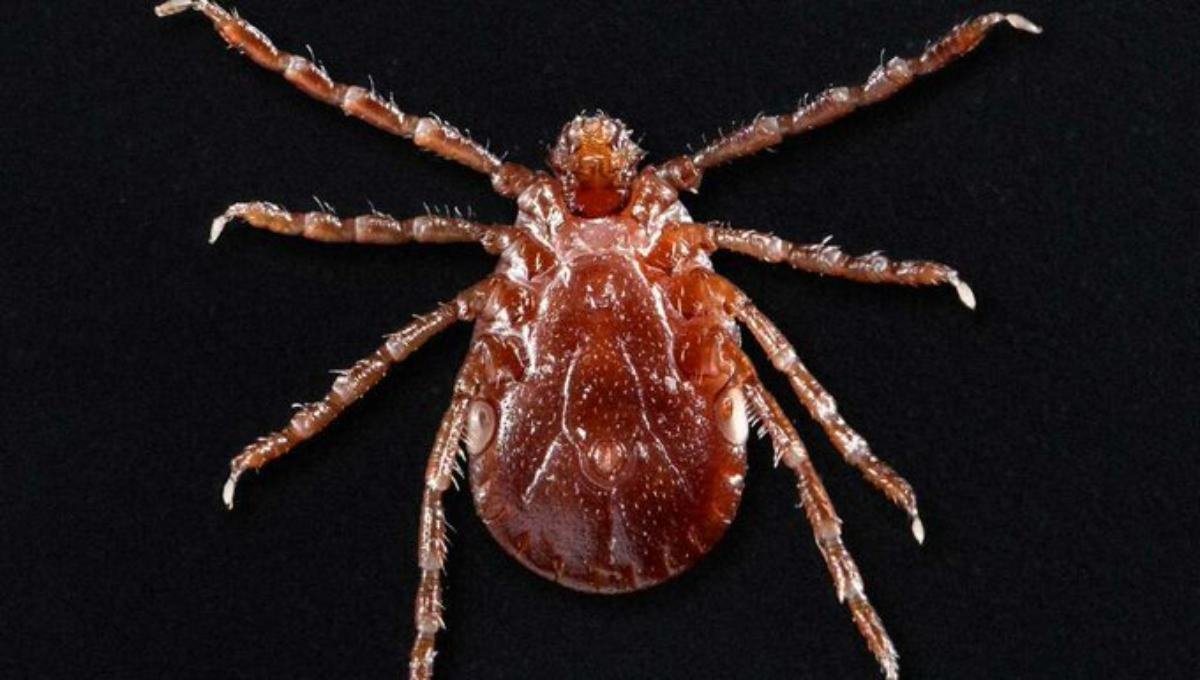 11sintomas-bunyavirus-china-nuevo-virus