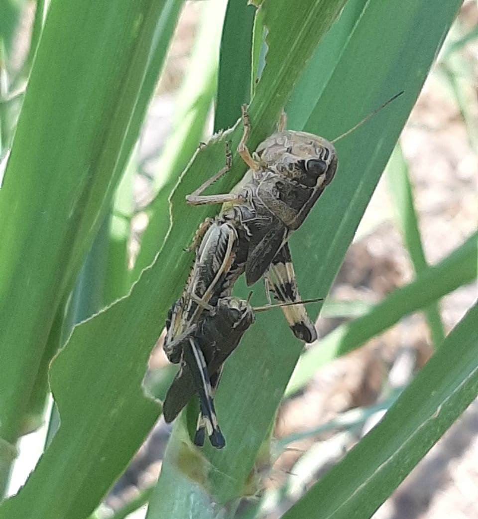 18SEDARH Langostas 180820 (2)