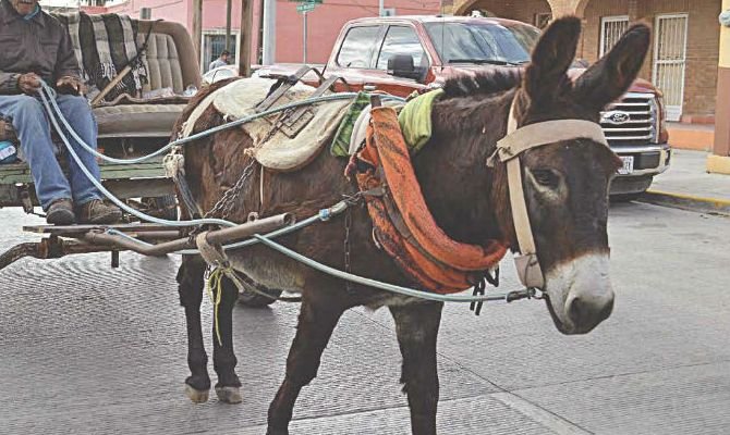 VIGILA ECOLOGÍA MUNICIPAL QUE NO HAYA MALTRATO A LOS ANIMALES DE ARRASTRE 2
