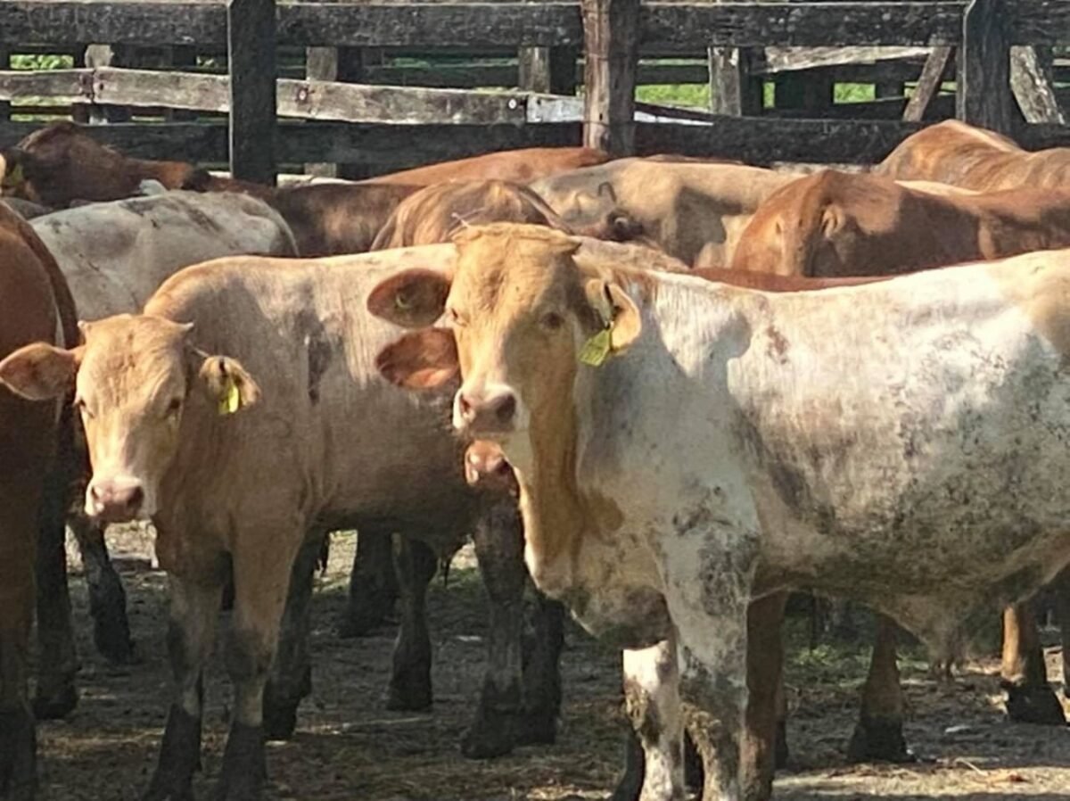 1SEDARH Avances 011120