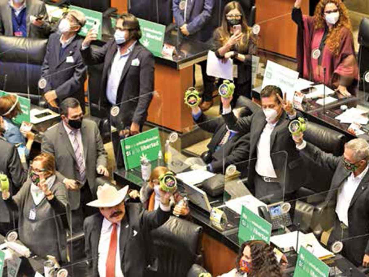 Senado aprueba uso lúdico de la mariguana; consumo, prohibido en lugares públicos 20 senado