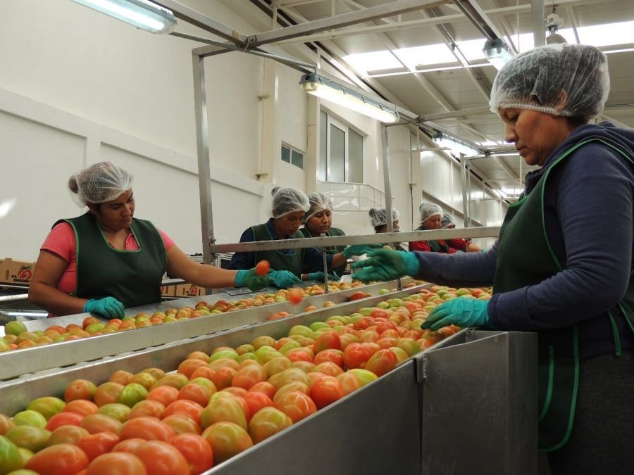 En cinco años, SLP creció 28.7 por ciento en agricultura protegida SEDARH Agricultura 051120