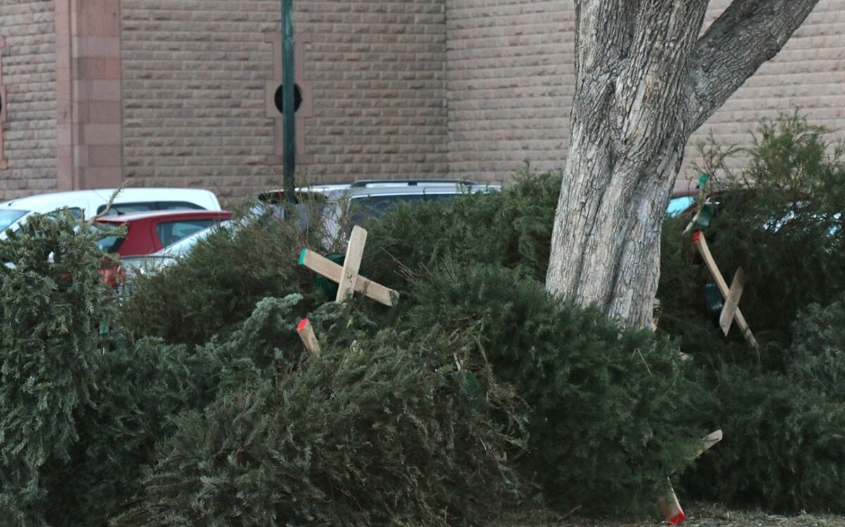 H4ABILITA GOBIERNO MUNICIPAL CINCO CENTROS DE ACOPIO PARA ÁRBOLES DE NAVIDAD 1