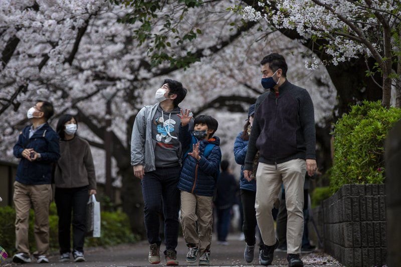 La rápida floración de los cerezos bate récords en Japón 30 cerezos