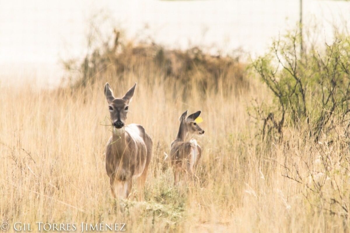3_SEDARH Vida Silvestre 030321 (1)