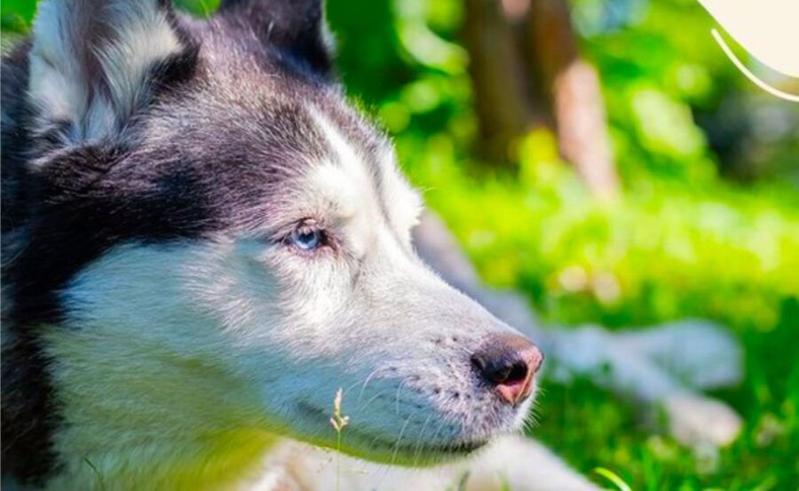 ACCIONES CONCRETAS APLICA AYUNTAMIENTO PARA GARANTIZAR BIENESTAR ANIMAL 1