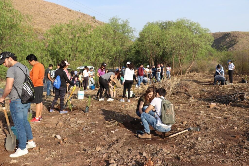 141mil arboles plantados