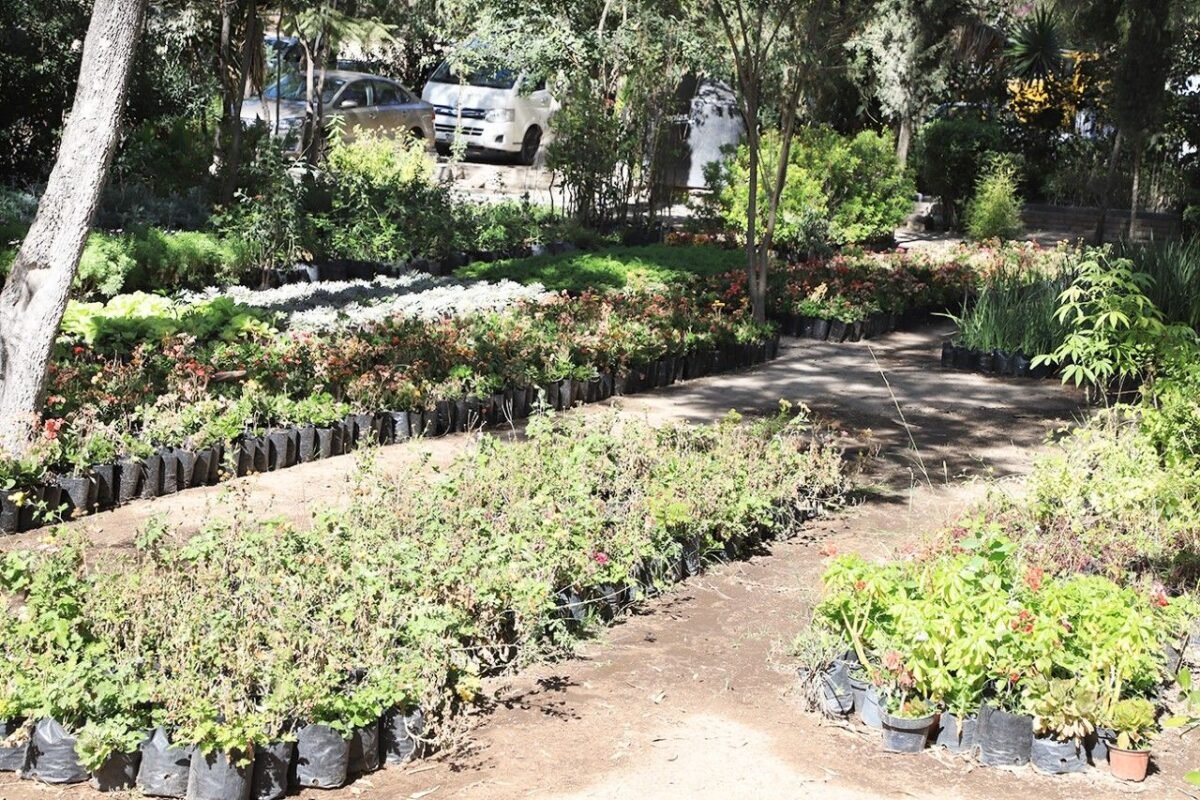 35 mil plantas proxima adminsitración