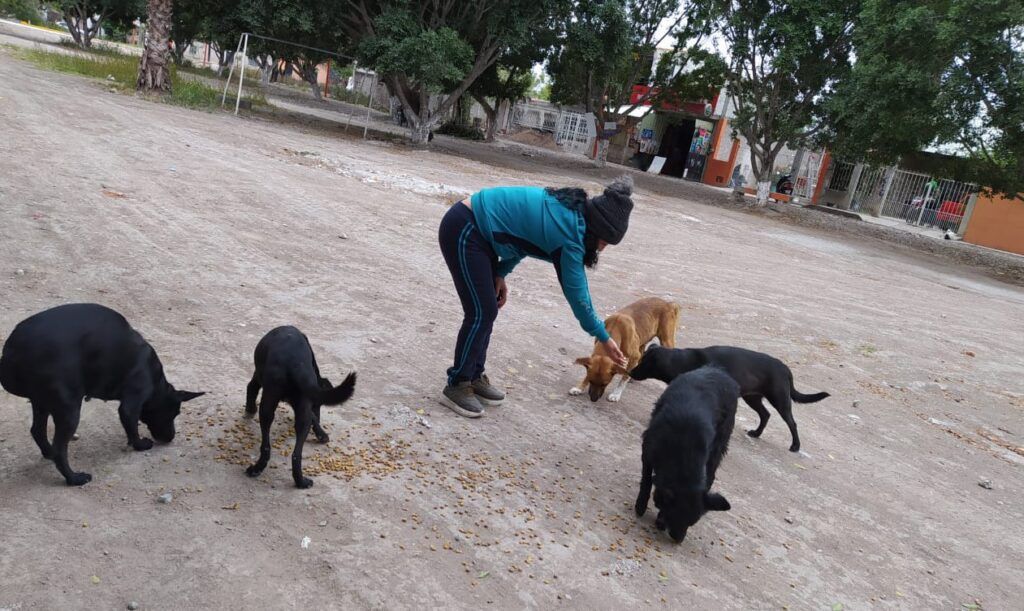 LEGARÁN POLÍTICAS PÚBLICAS A FAVOR DEL BIENESTAR ANIMAL