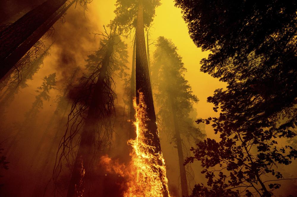 secuoyas-inciendio-california