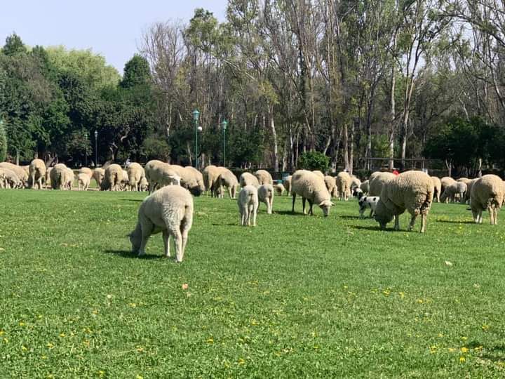 sedarh parque tangamanga