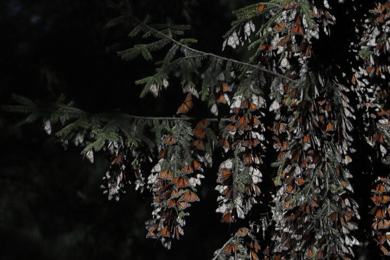 monarca mariposa