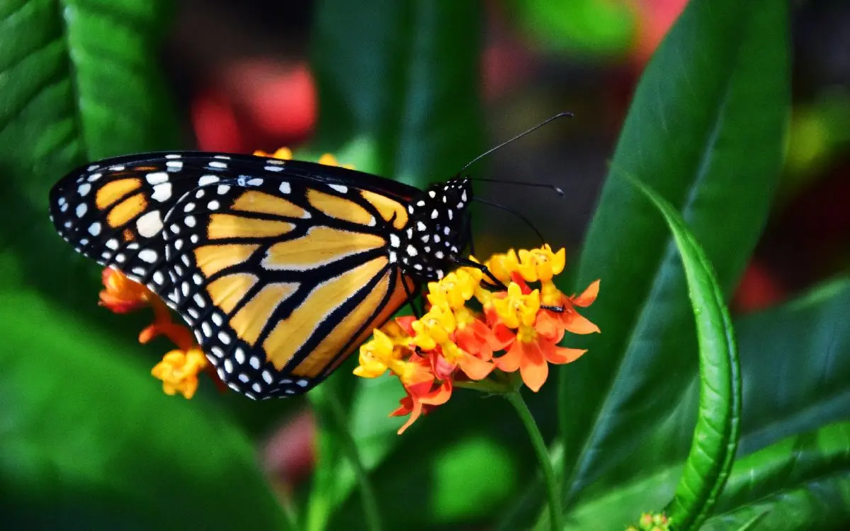 Día-internacional-animales-04102022