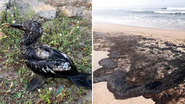 Pájaros bobo y áreas protegidas en Oaxaca se vieron afectadas por derrame de petróleo en Salina Cruz PKOH7RLWGJESDBB2GCCZCYVBL4
