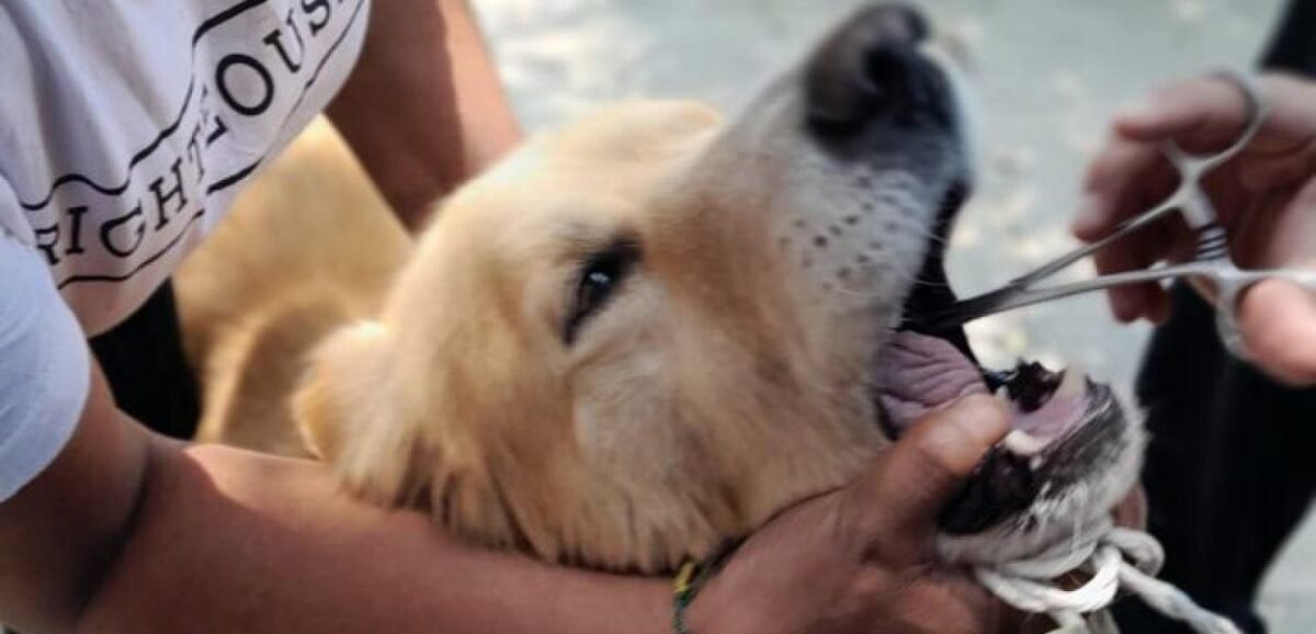 WhatsApp Image 2023-05-11 at 1.00.17 PM (1)