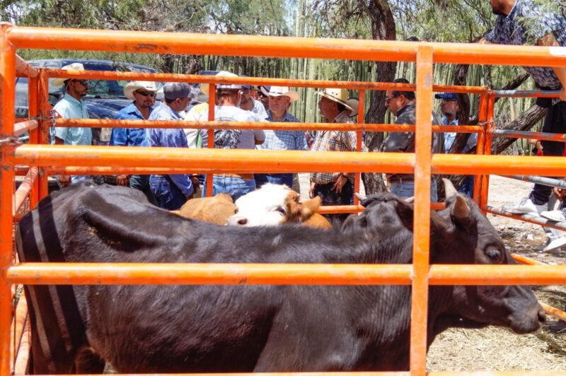 Para incentivar el campo de SLP, Gobierno de la Capital realizará la 2ª Expo Agrícola y Ganadera en la Delegación de Bocas ganadera-1