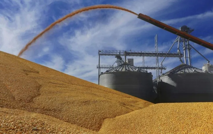 maiz_1.jpg_793492074