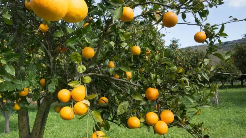 nationalgeographic2167649