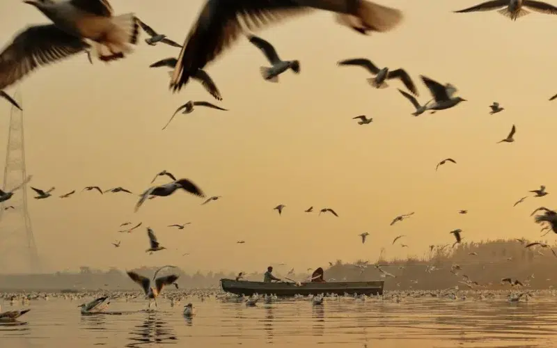 disminuye-poblacion-mitad-especies-migratorias