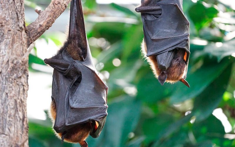 Murcielagos-hinvernacion-2-06032024