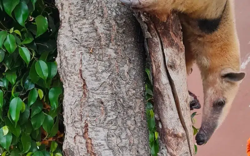 capturan-oso-hormiguero-nezahualcoyotl-