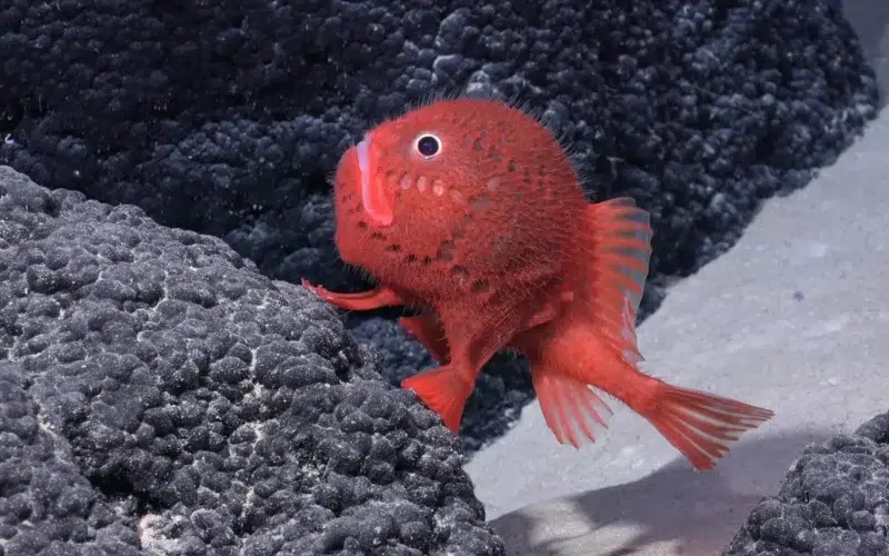 descubren-50-nuevas-especies-animales-cientificos-11042024