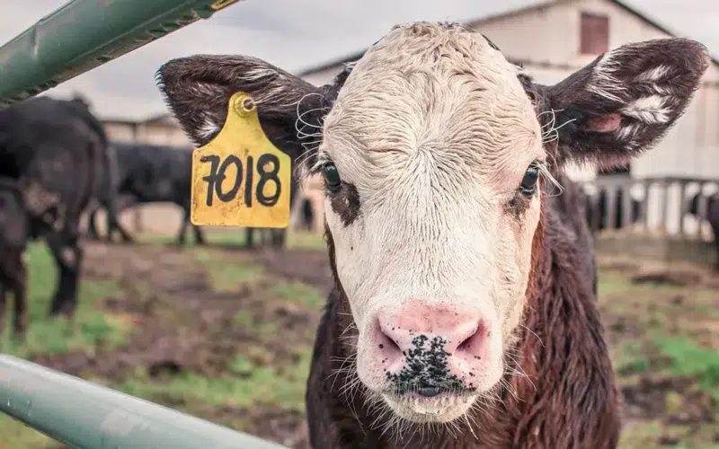 gripa-aviar-ganado-estados-unidos-mexico-03042024-2