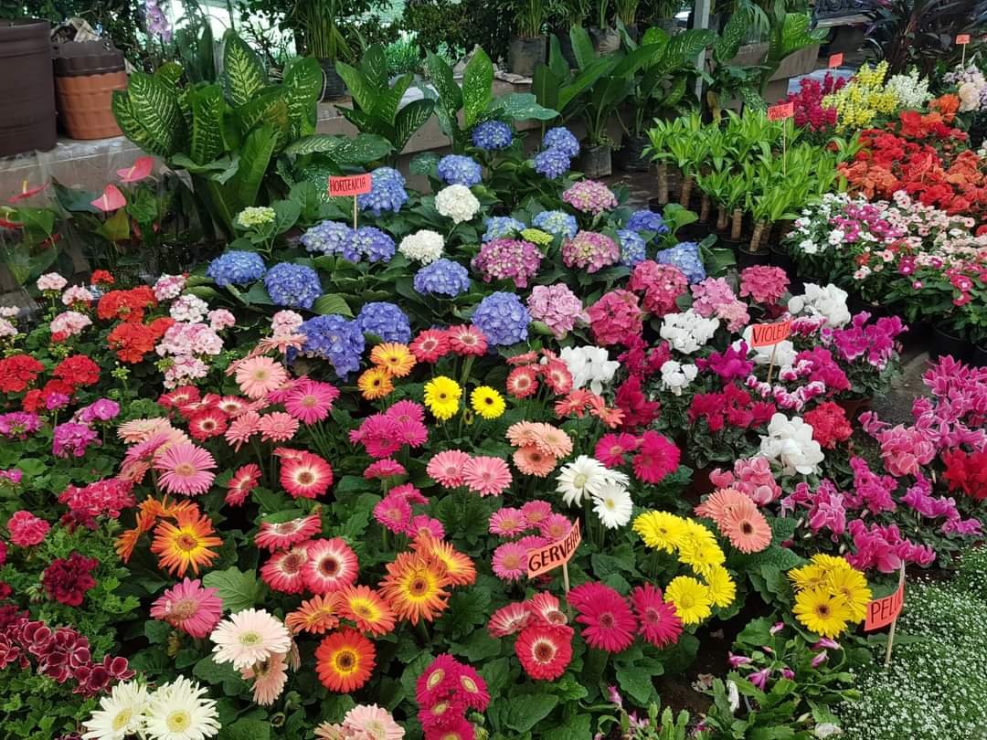Comienza la asignación de espacios para Festival de la Flores en Soledad festival flores soledad