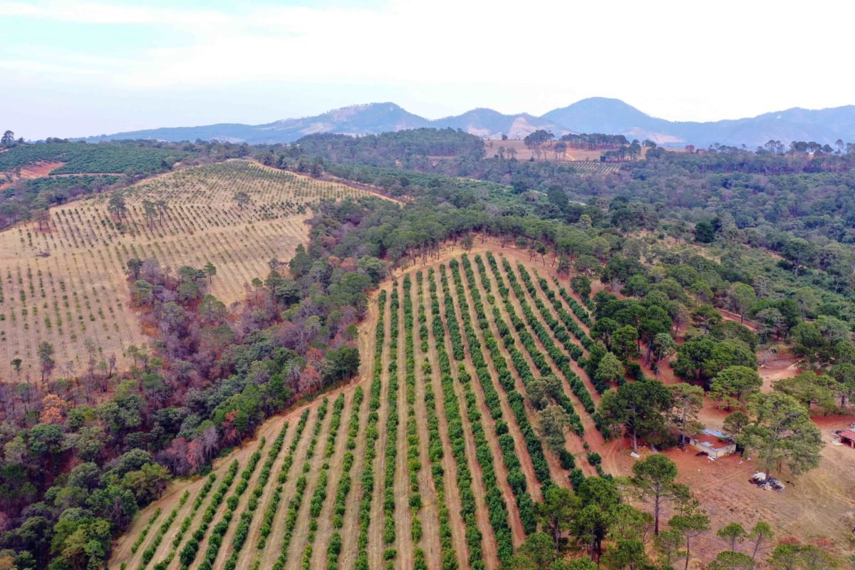 Aguacate deforestacion