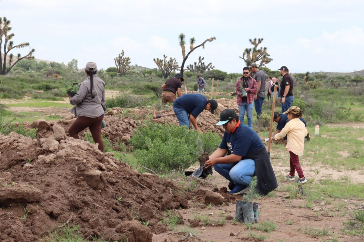 reforestar sn miguelito