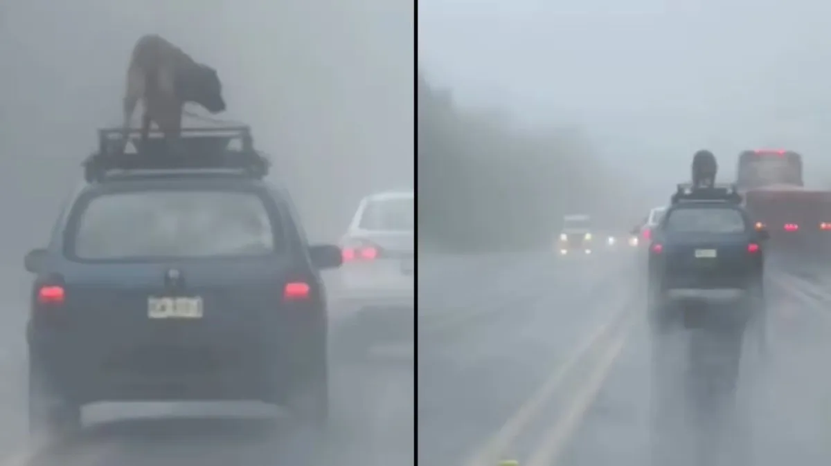 en tuxpan conductor amaarra a perro al techo