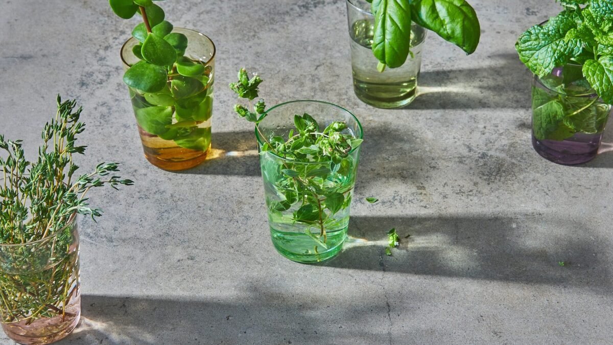 Plantas medicinales que cuidaran tu sistema respiratorio en esta temporada