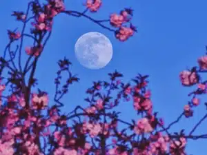 Luna llena de mayo en México: así brillará la mágica “Luna de Flores” en el cielo primaveral