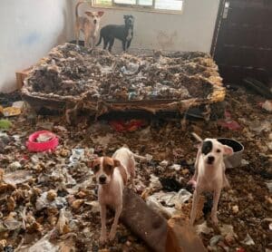 En segunda inspección a casa en la colonia División del Norte, se rescatan otros 13 caninos recluidos