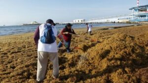 Se reactiva el arribo de sargazo a los destinos turísticos de Quintana Roo