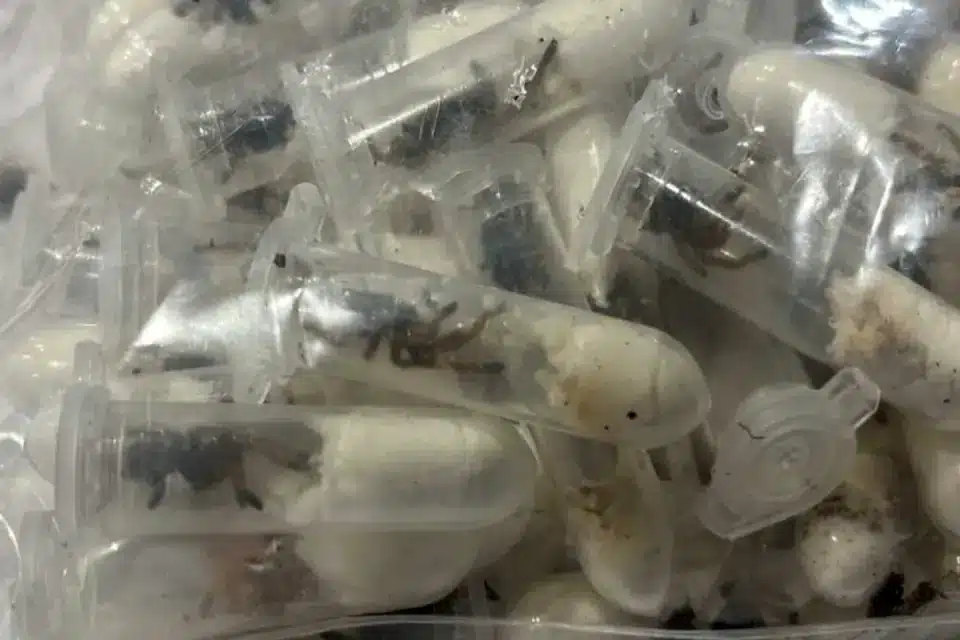 1500 tarantulas en alemania