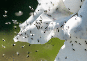 La plaga más común del verano en macetas y cómo eliminarla sin químicos ni insecticidas