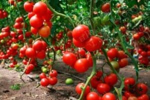 Gobernador instruye respaldo a productores de jitomate ante retos en exportación